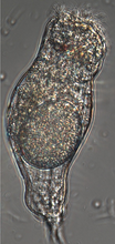 Load image into Gallery viewer, Live Proales similis rotifers