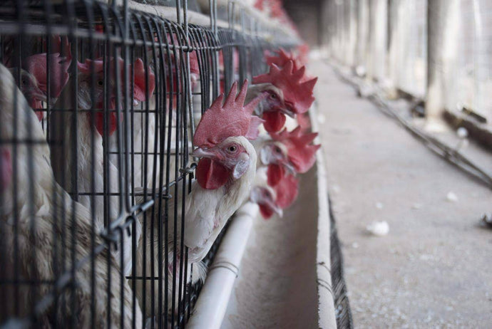 Highly Pathogenic Avian Influenza-  US posts record 2022 loses to bird flu